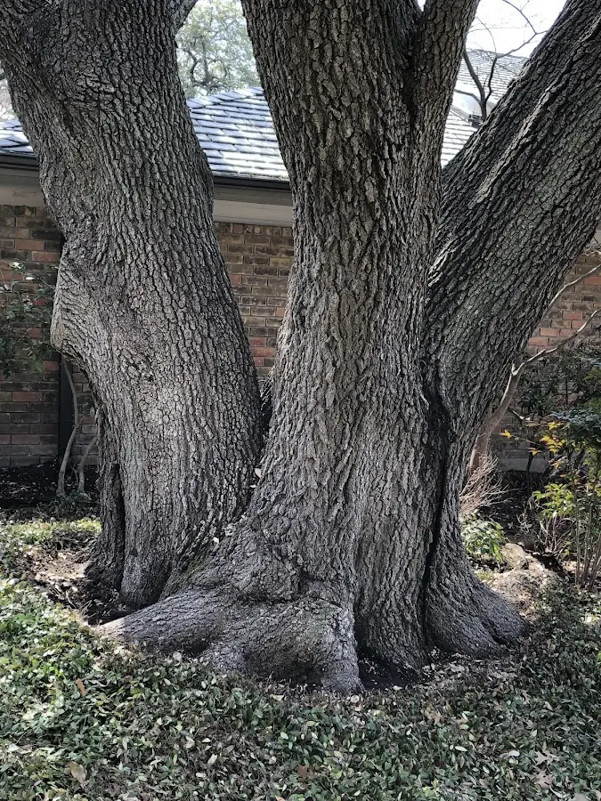 Mature heritage tree close to a Pulteney property cared for by certified arborists